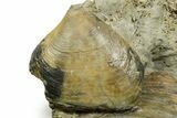 Jurassic Fossil Bivalve (Trigonia) with Clam - Germany #377589-2